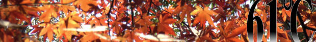 \ʐ^2006N122
